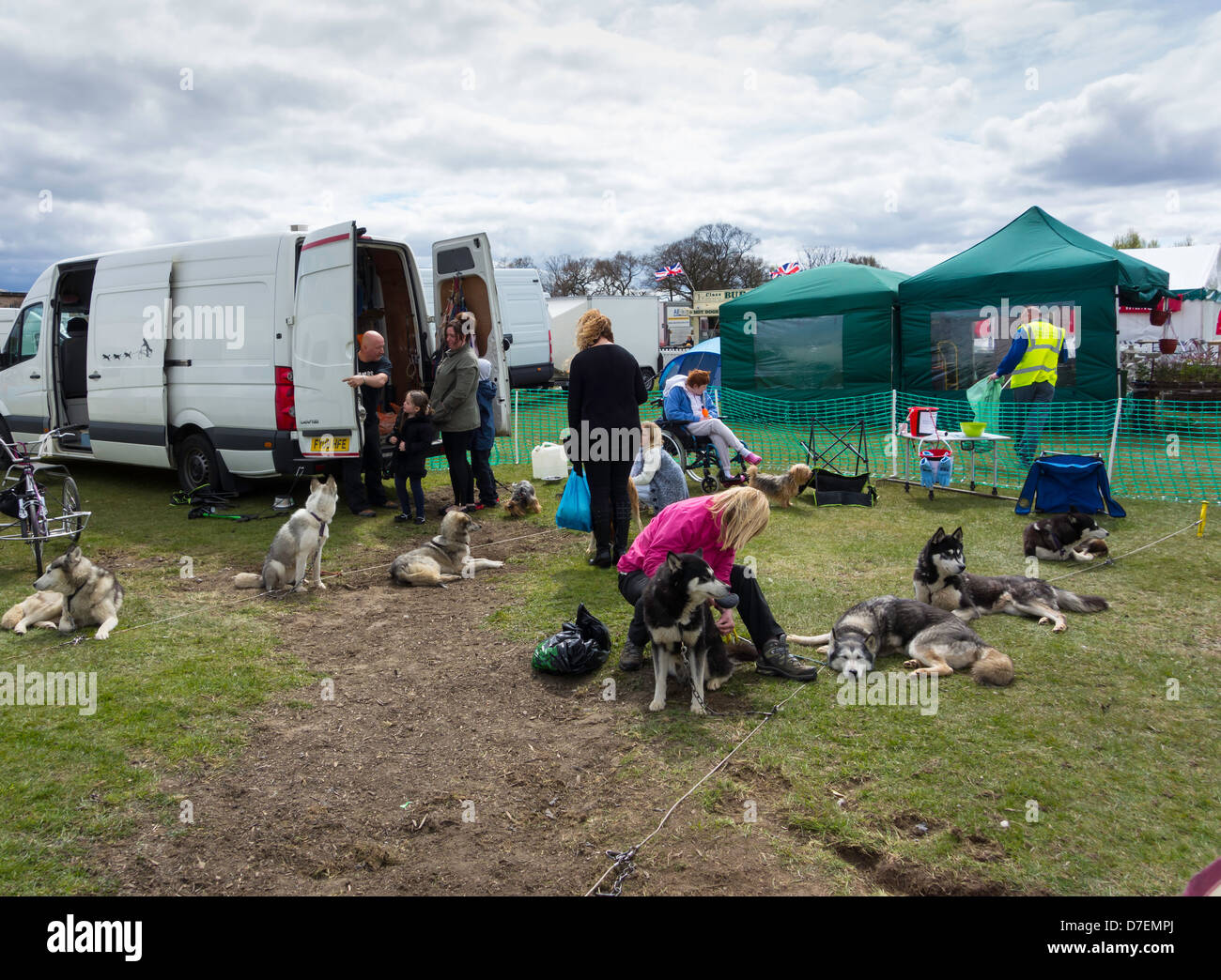 Un toilettage chien Husky femme lors de l'Assemblée garden show à Preston Park Stockton on Tees UK Banque D'Images
