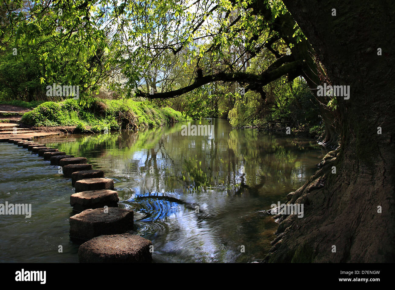 Stepping Stones, Box Hill, collines du Surrey, Angleterre Banque D'Images