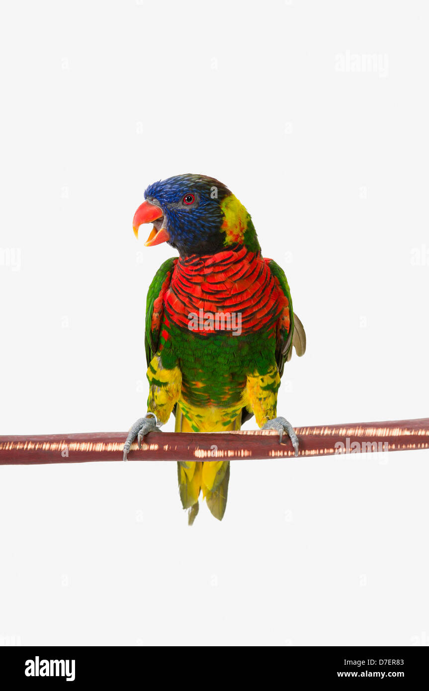 Un perroquet lorikeet colorés sur fond blanc;St. Albert alberta canada Banque D'Images