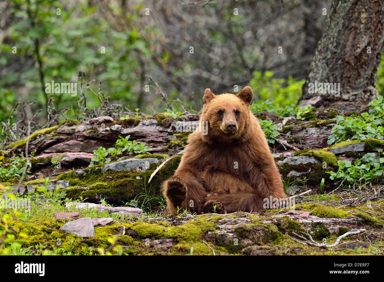 Ours noir, Ursus americanus, cannelle variété de nourriture dans la forêt, Glacier National Park, Montana, USA Banque D'Images