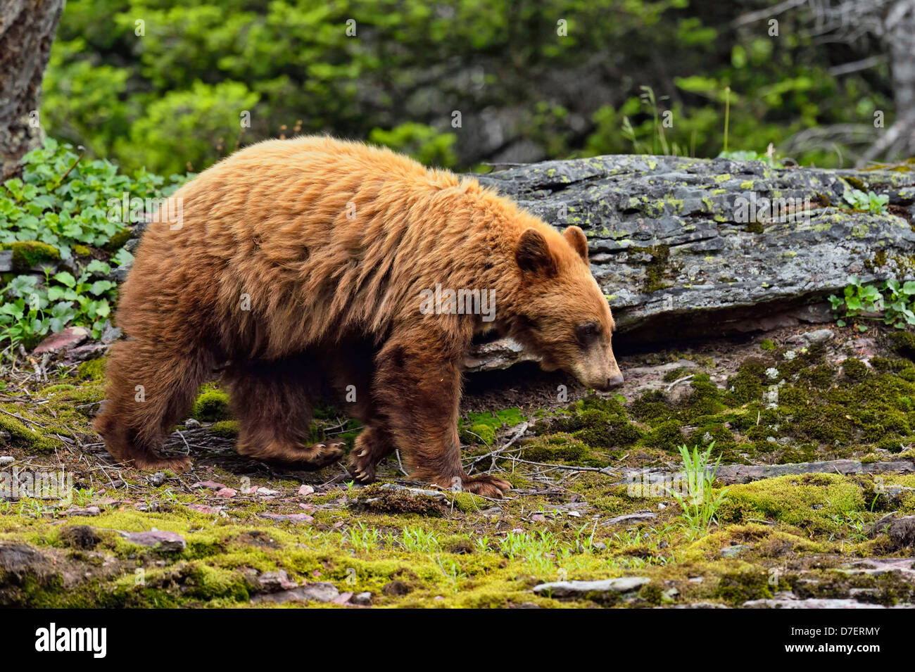 Ours noir, Ursus americanus, cannelle variété de nourriture dans la forêt, Glacier National Park, Montana, USA Banque D'Images