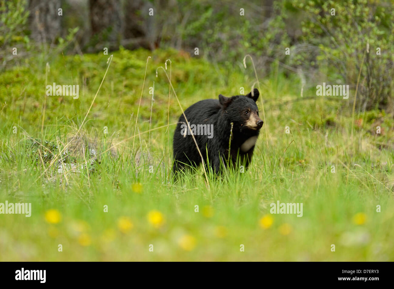 Ours noir, Ursus americanus, Sow et oursons route de nourriture près de Banff National Park Alberta Canada Banque D'Images