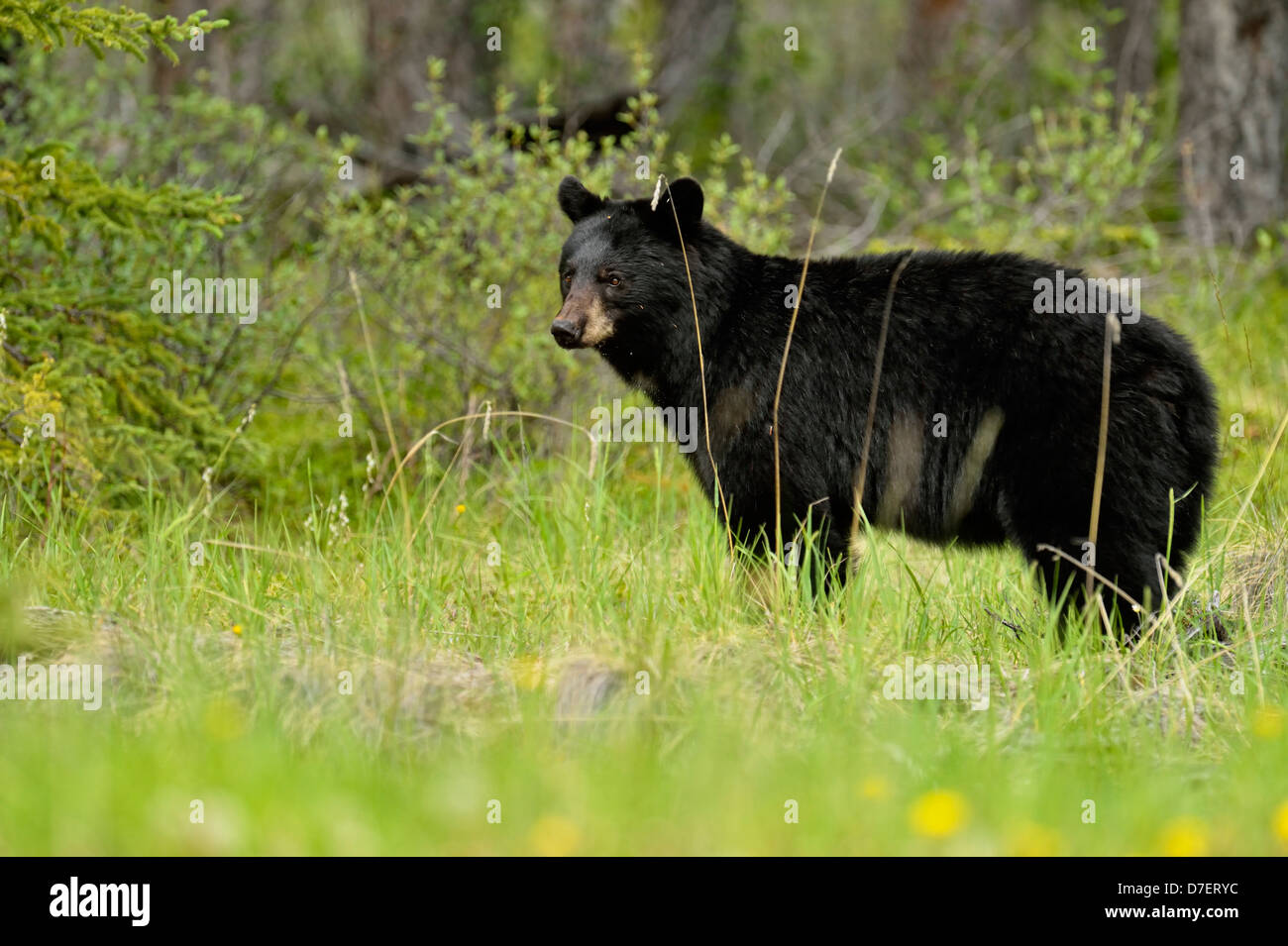 Ours noir, Ursus americanus, Sow et oursons route de nourriture près de Banff National Park Alberta Canada Banque D'Images