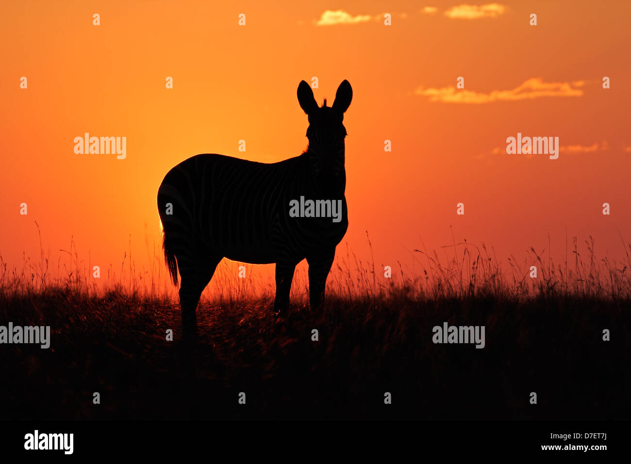 Zèbre de montagne du cap (Equus zebra) silhouetté contre un lever du soleil rouge, Afrique du Sud Banque D'Images