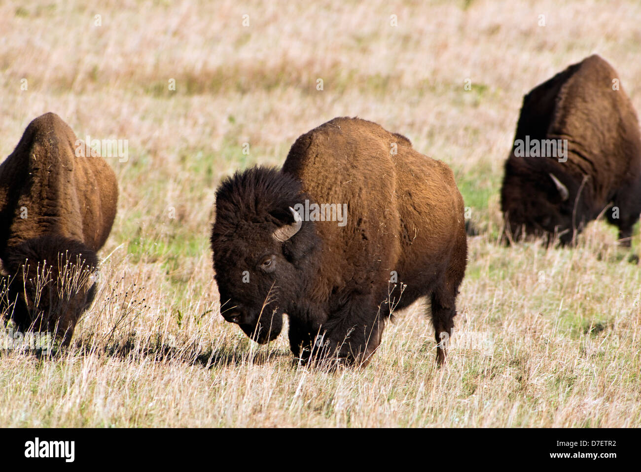 American bison dans les plaines de l'Oklahoma, USA. Banque D'Images