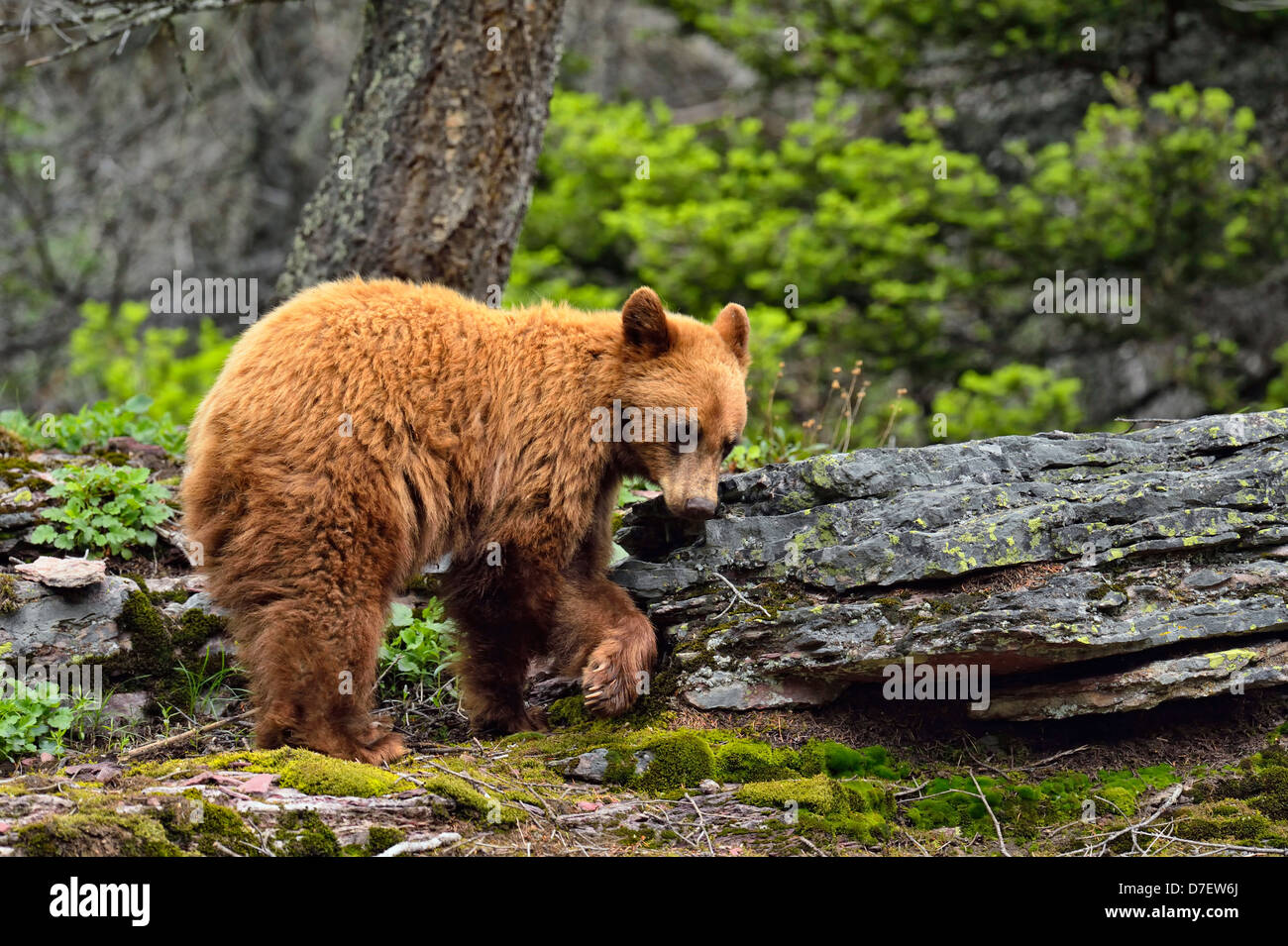Ours noir, Ursus americanus, cannelle variété de nourriture dans la forêt, Glacier National Park, Montana, USA Banque D'Images