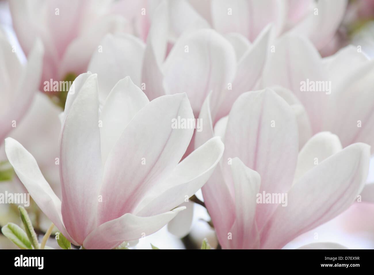 Close up of white magnolia blossom Banque D'Images