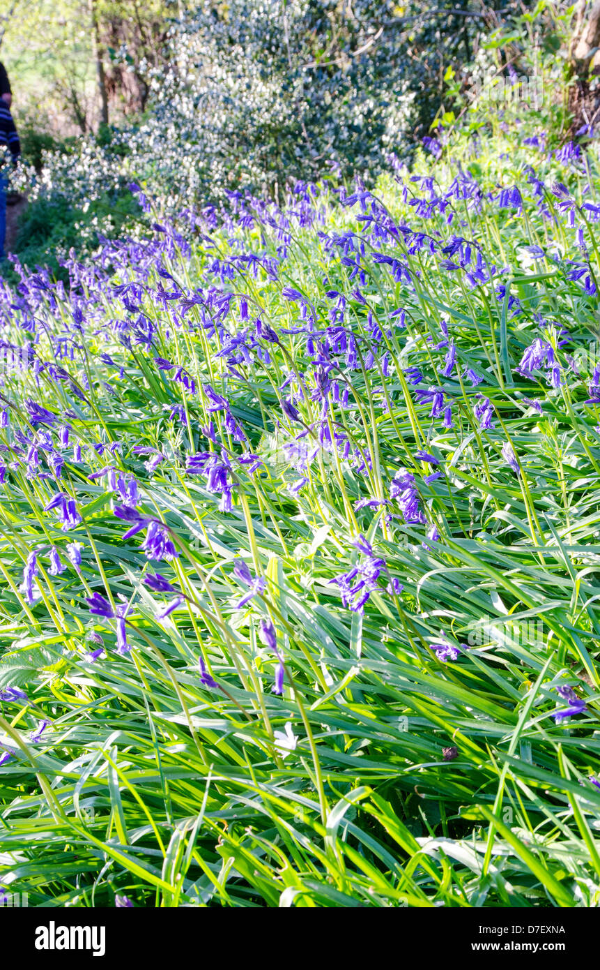 Jacinthes en fleurs Banque D'Images