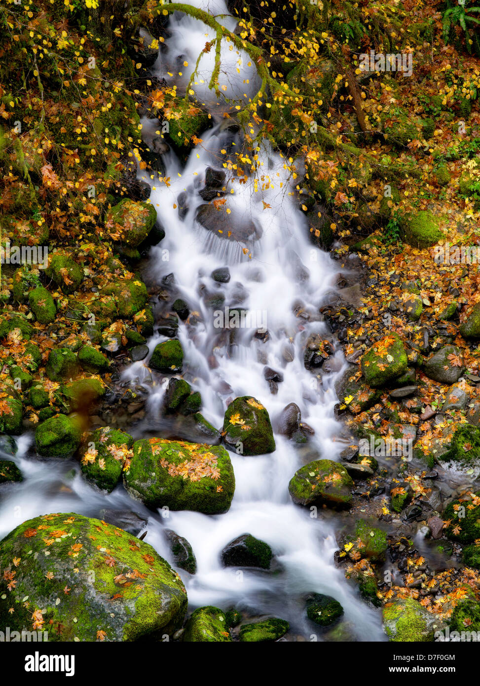 Petit ruisseau qui coule dans le ruisseau Eagle. Columbia River Gorge National Scenic Area, New York Banque D'Images