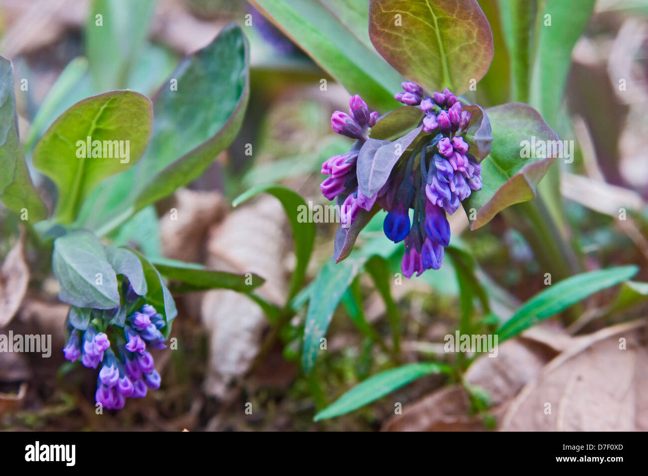 Virginia Bluebells (Mertensia virginica). Banque D'Images