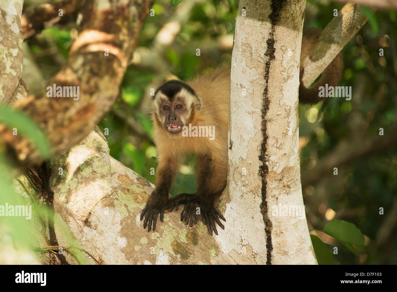 Singe capucin est assis dans un arbre;Pantanal Brésil Photo Stock Alamy