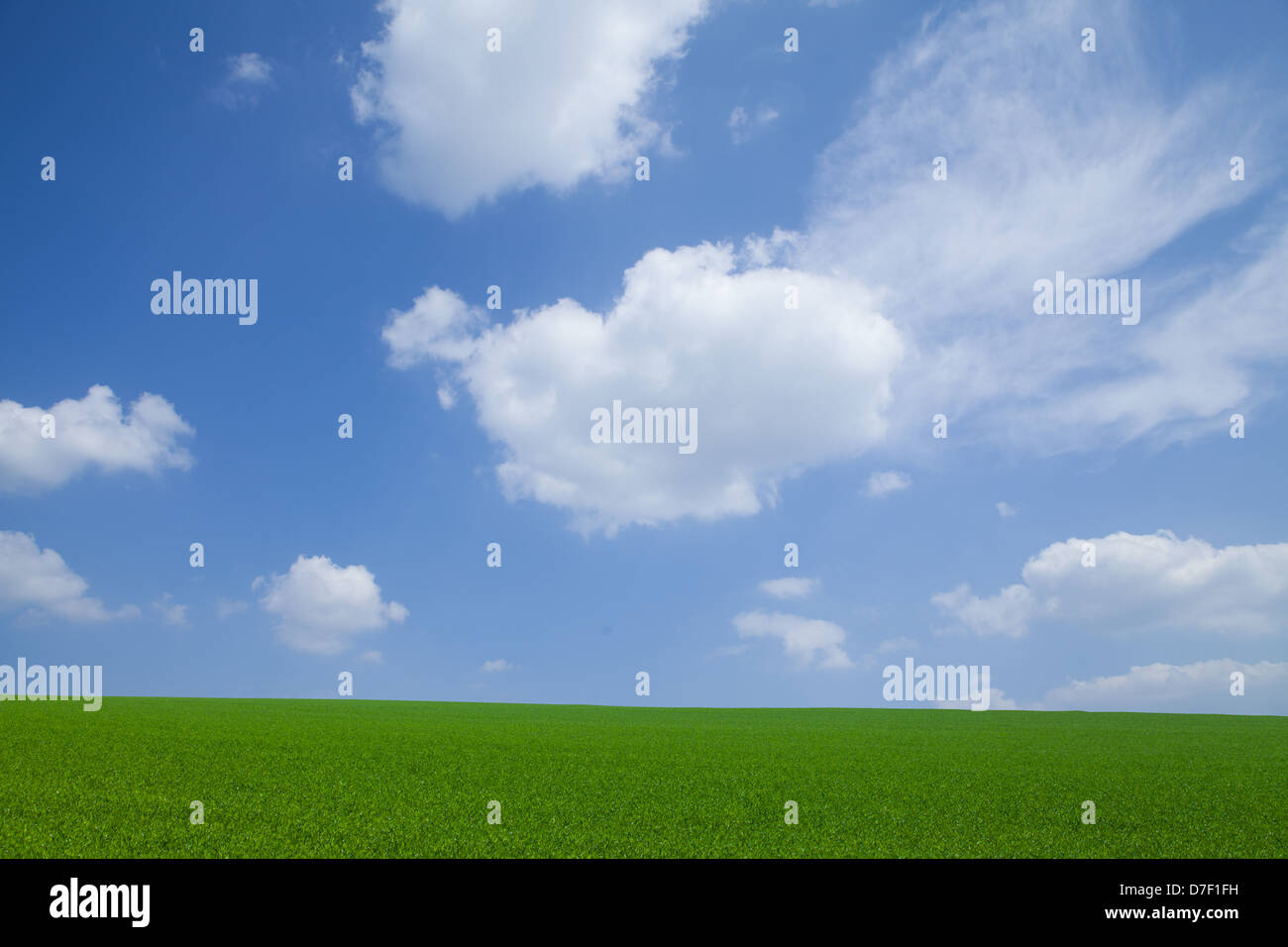 Domaine des nouvelles céréales vert paysage rural, avec des nuages blancs sur le ciel bleu Banque D'Images