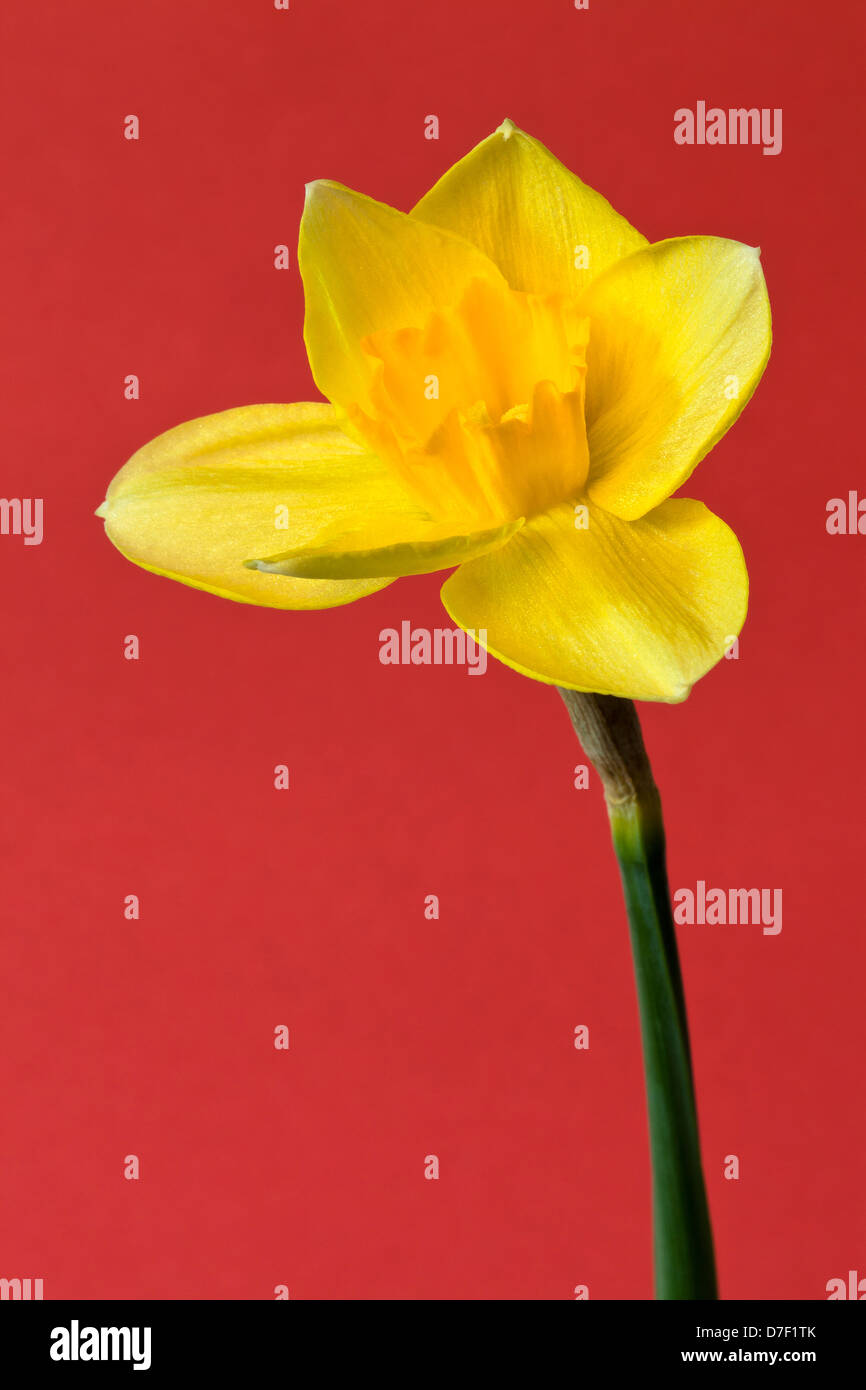 Le dirigeant d'une jonquille jaune sur fond rouge Photo Stock - Alamy