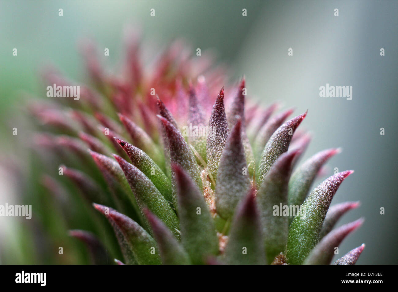Fleur de cactus nopal. Macro photographie Banque D'Images