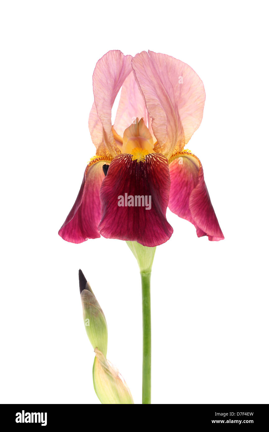 Fleur iris violet rougeâtre Banque D'Images