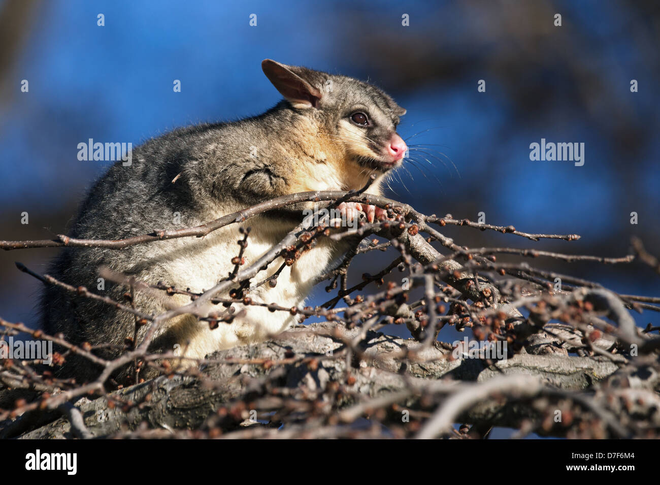 Gobemouche possum queue sur le haut d'un arbre Banque D'Images