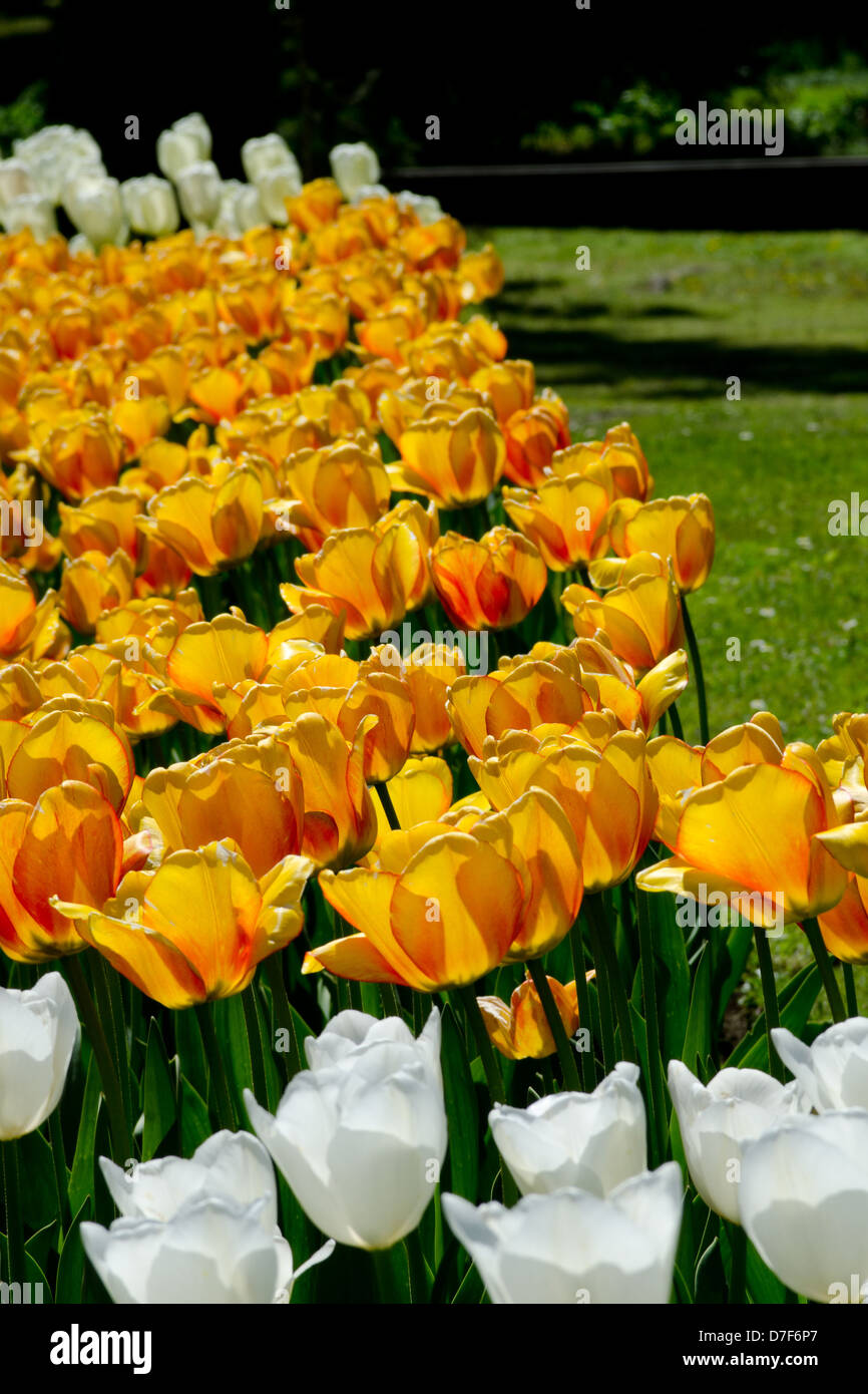 Tulipes colorées jardin Banque D'Images