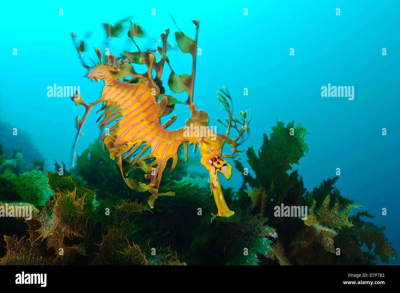 Dragon de mer feuillu, Kangaroo Island, Australie du Sud, Australie. Banque D'Images