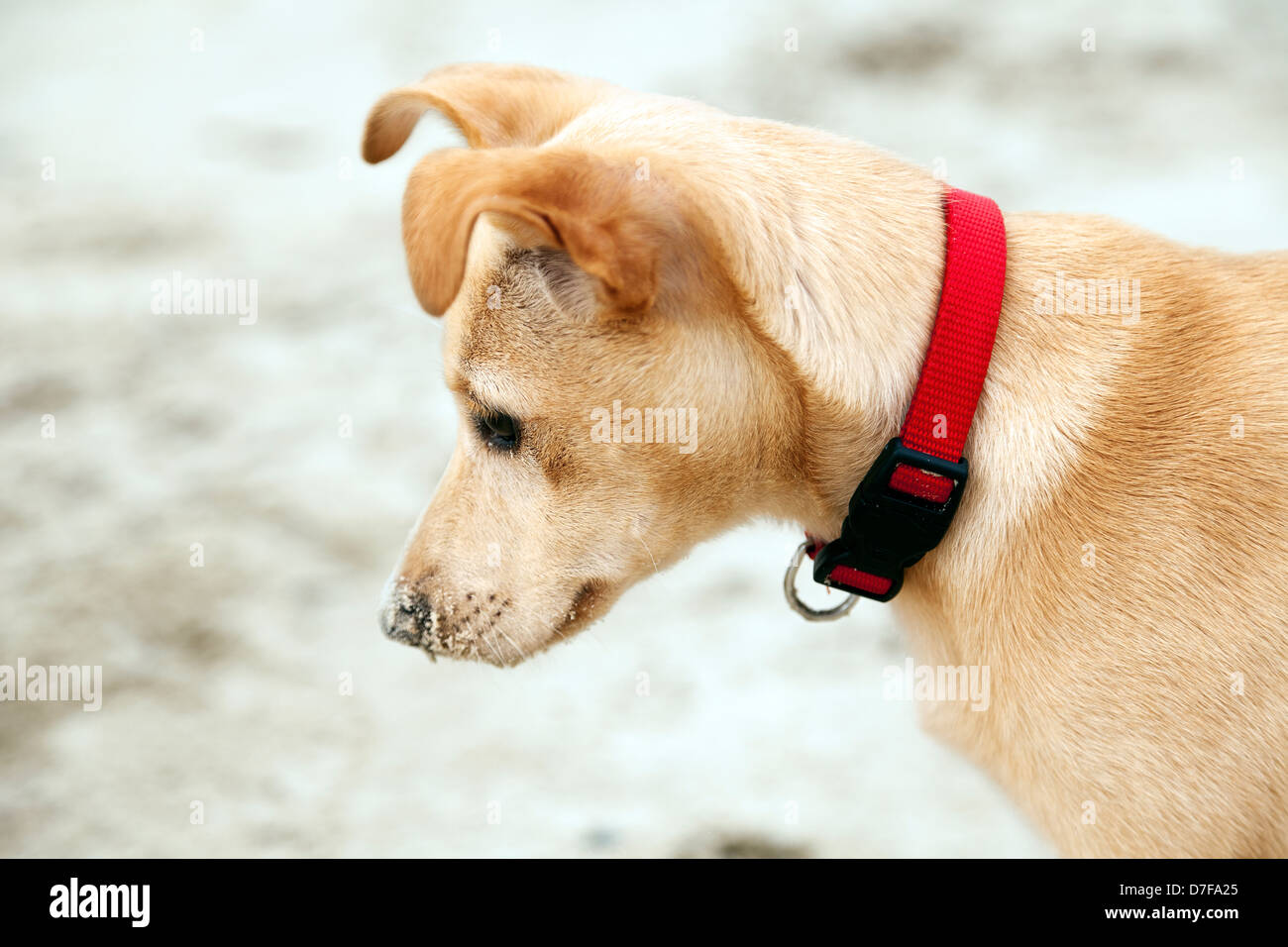 Portrait de profil d'un 4 mois beije chiot femelle portant un collier de chien, sur l'arrière-plan flou de sable de plage. Banque D'Images