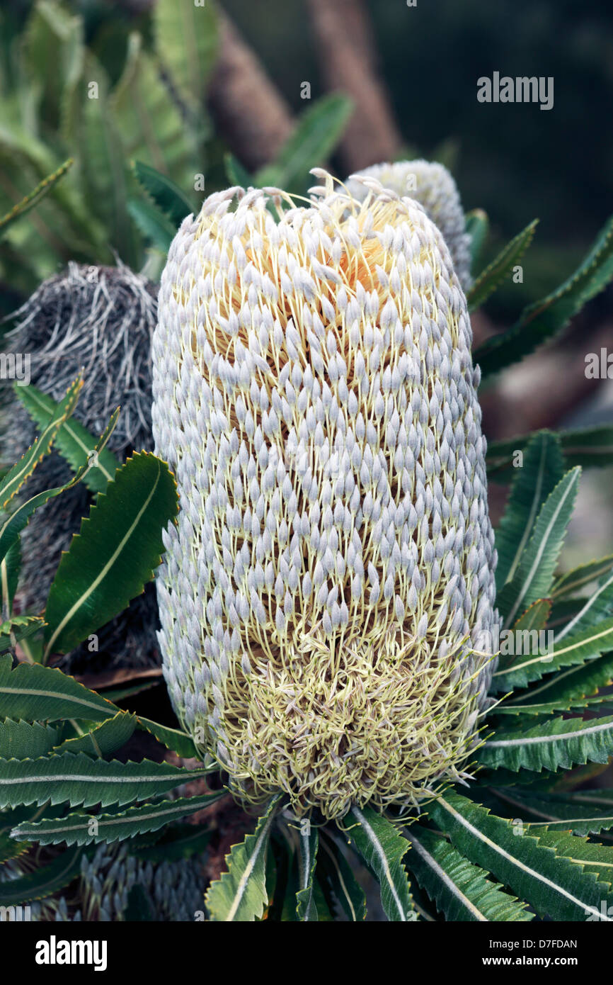 Close-up of a vu rouge / Banksia Banksia serrata - Chèvrefeuille - famille des Protéacées Banque D'Images