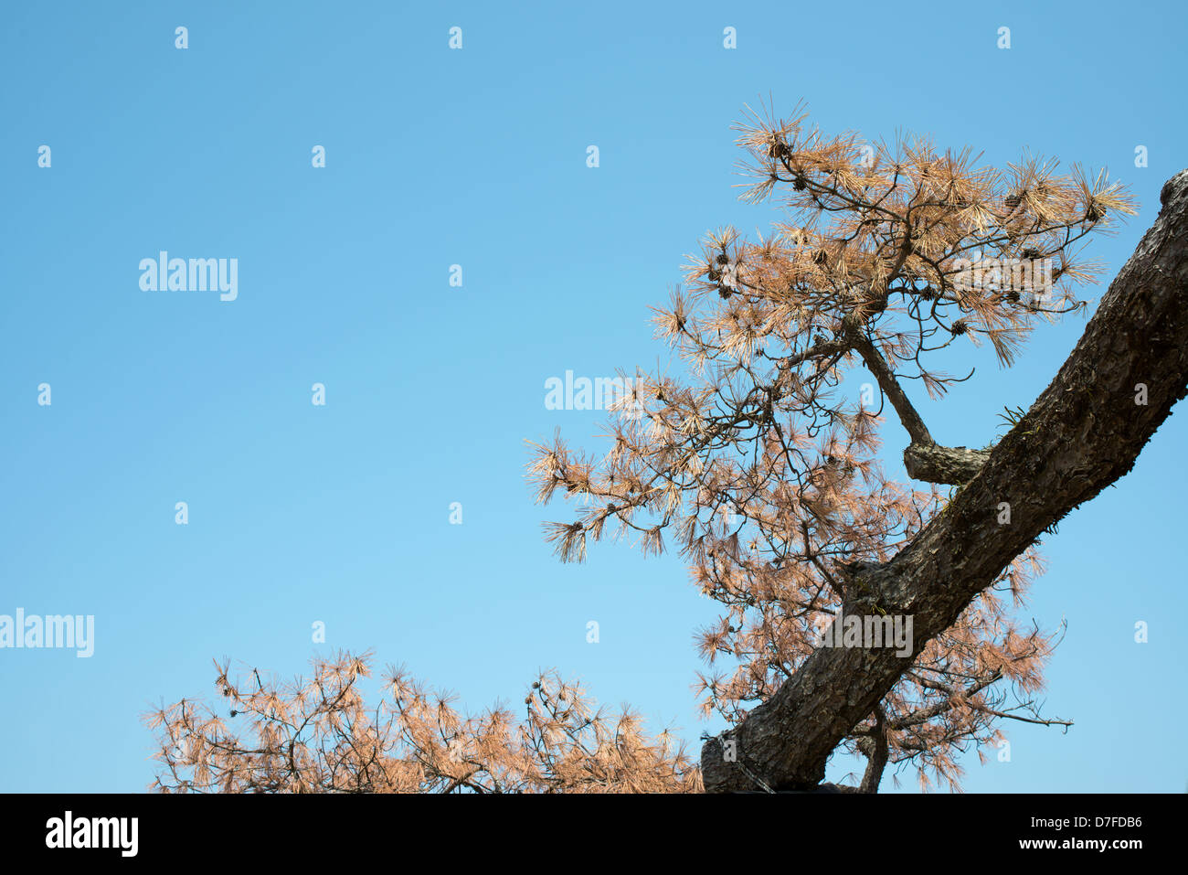 Arbre généalogique de pins morts contre un ciel bleu Banque D'Images