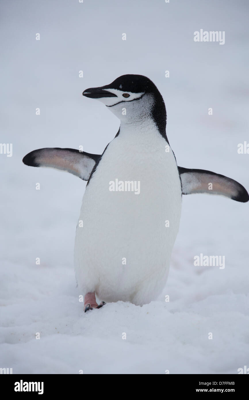 Manchot à Jugulaire (Pygoscelis antarcticus) Half Moon Island, l'Antarctique. Banque D'Images