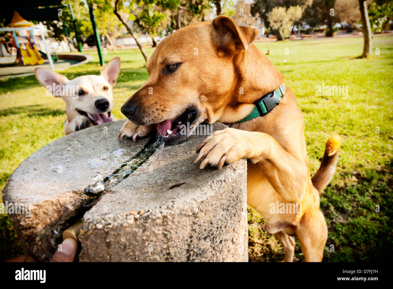 Deux chiens mignon-mixte d'une fontaine d'eau potable sur une chaude journée d'été au parc. Banque D'Images