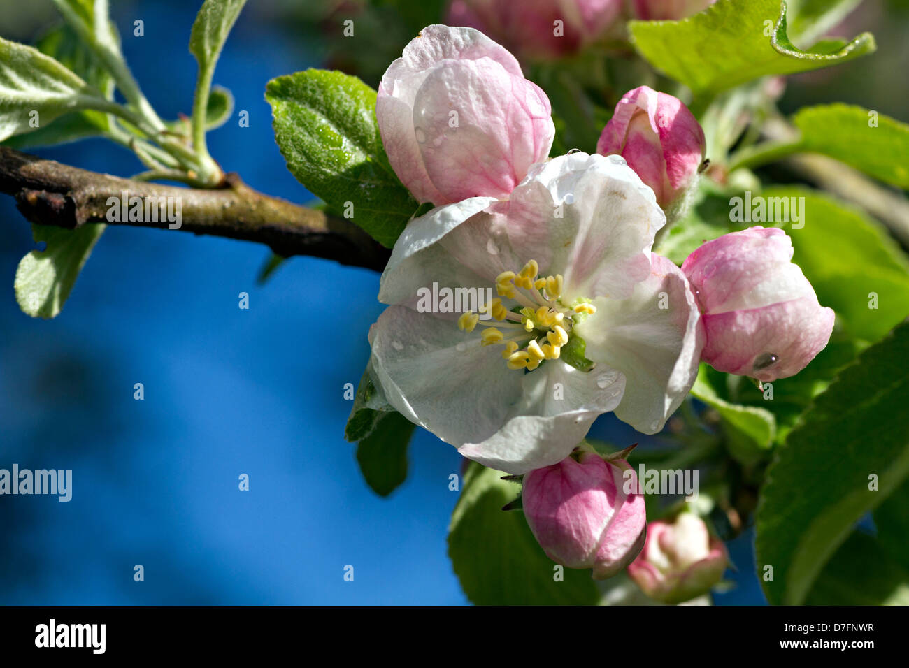 Fleurs de pommier (Malus sp.) Banque D'Images