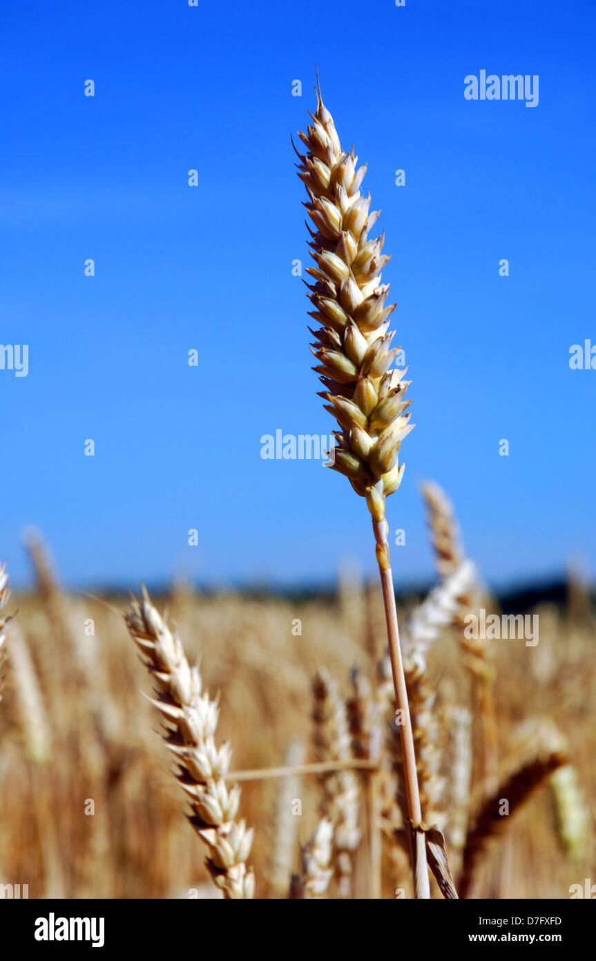 champ de blé Banque D'Images