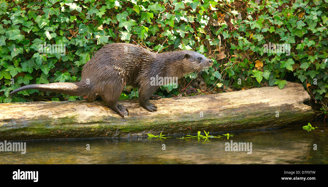 La loutre de rivière de Norfolk Banque D'Images