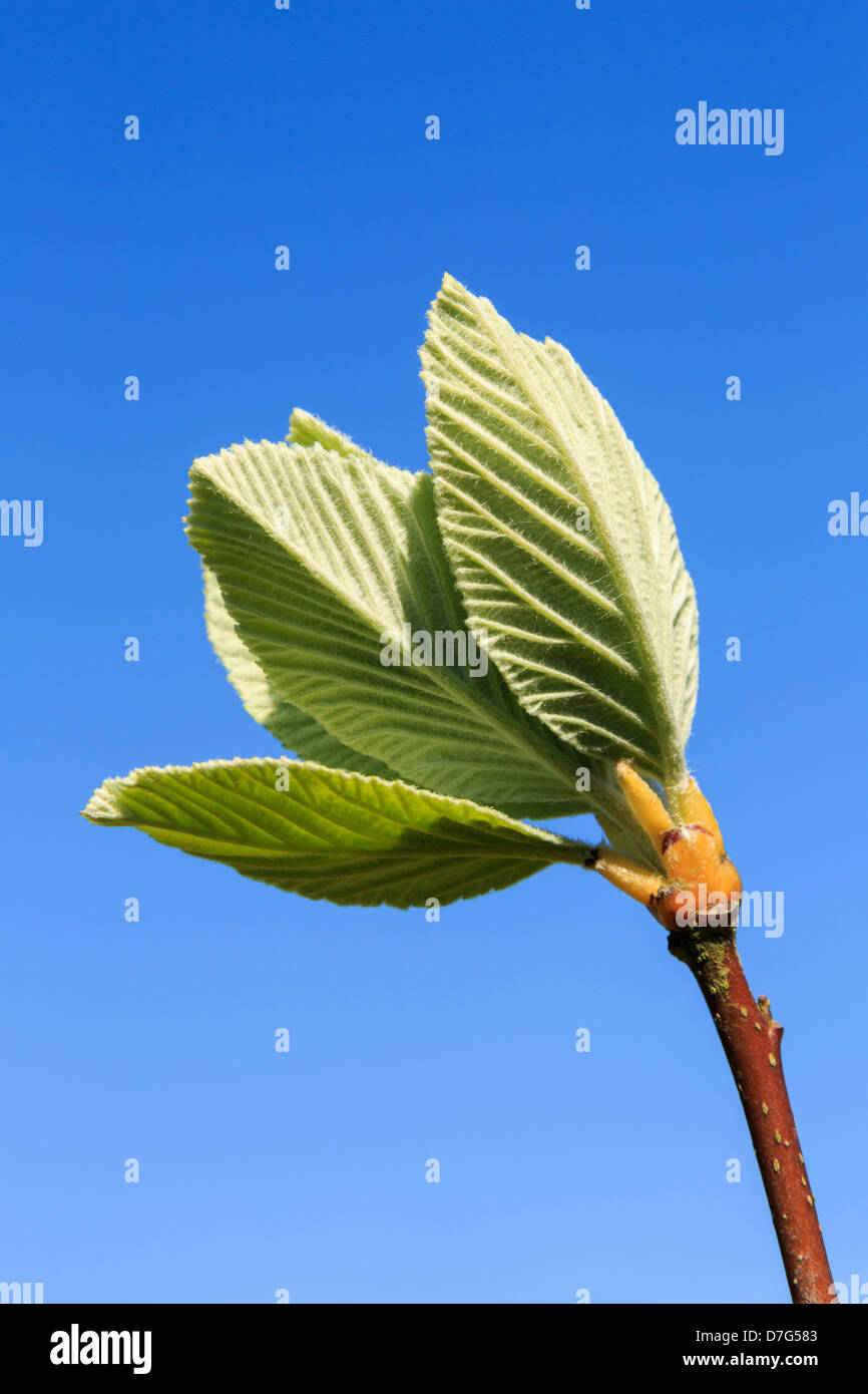 Vert feuilles sur les nouvelles pousses contre un ciel bleu au printemps Banque D'Images