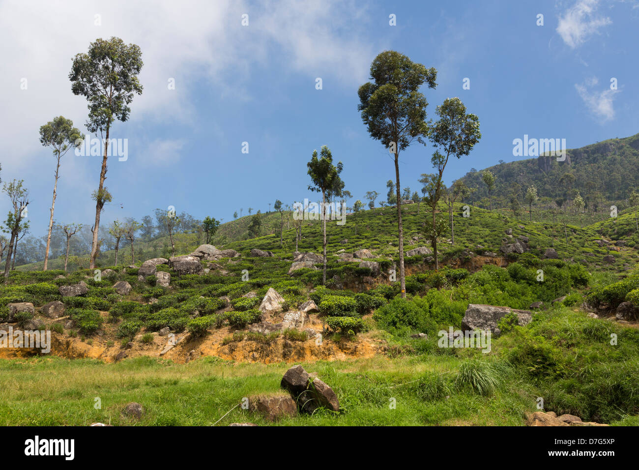 La plantation de thé dans la montagne (Haputale) au Sri Lanka Banque D'Images