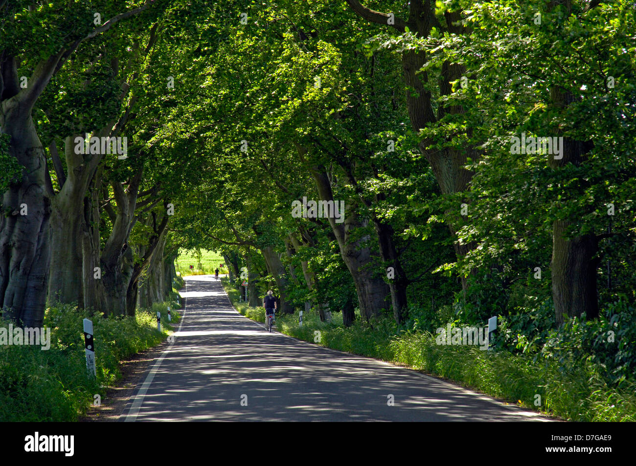 L'île de Rügen Allemagne Mecklenburg-ouest Pomerania avenue arbre arbres Banque D'Images