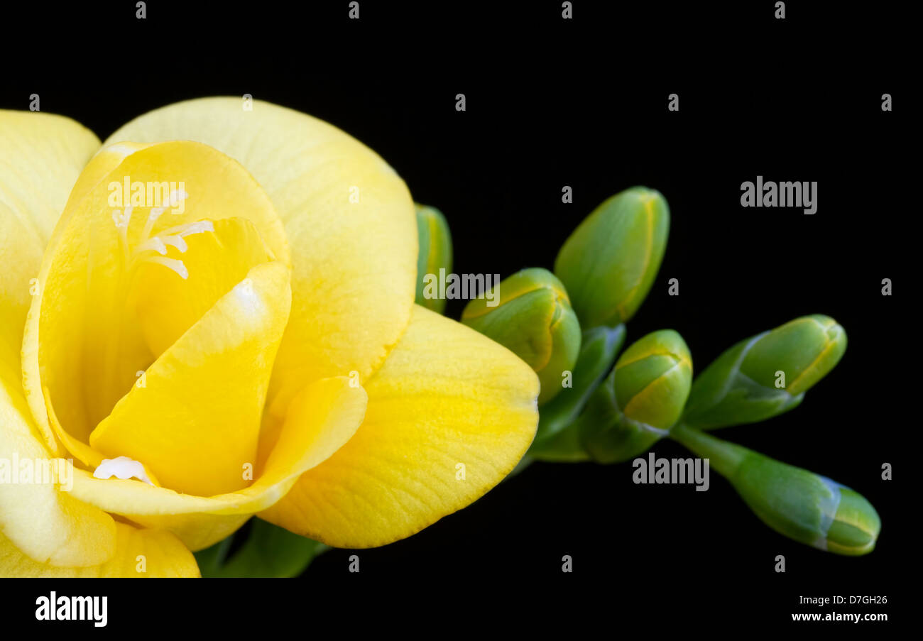Fleur de freesia jaune et de bourgeons sur fond noir Banque D'Images