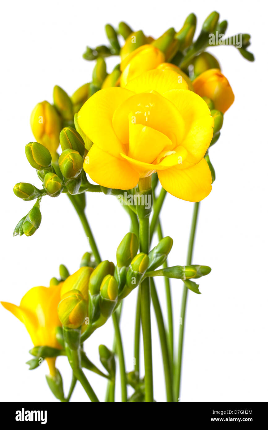 Bouquet de freesias jaunes sur fond blanc Banque D'Images