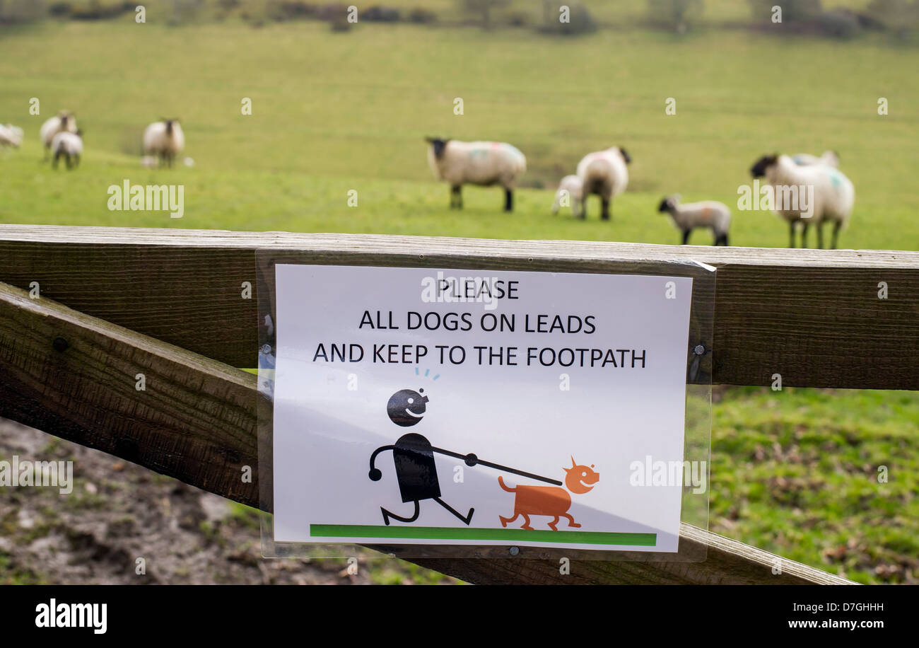 Gardez votre chien en laisse signer épinglé à une porte près d'un sentier à côté d'élevage Moutons et agneaux dans un champ en milieu rural Devon, UK Banque D'Images