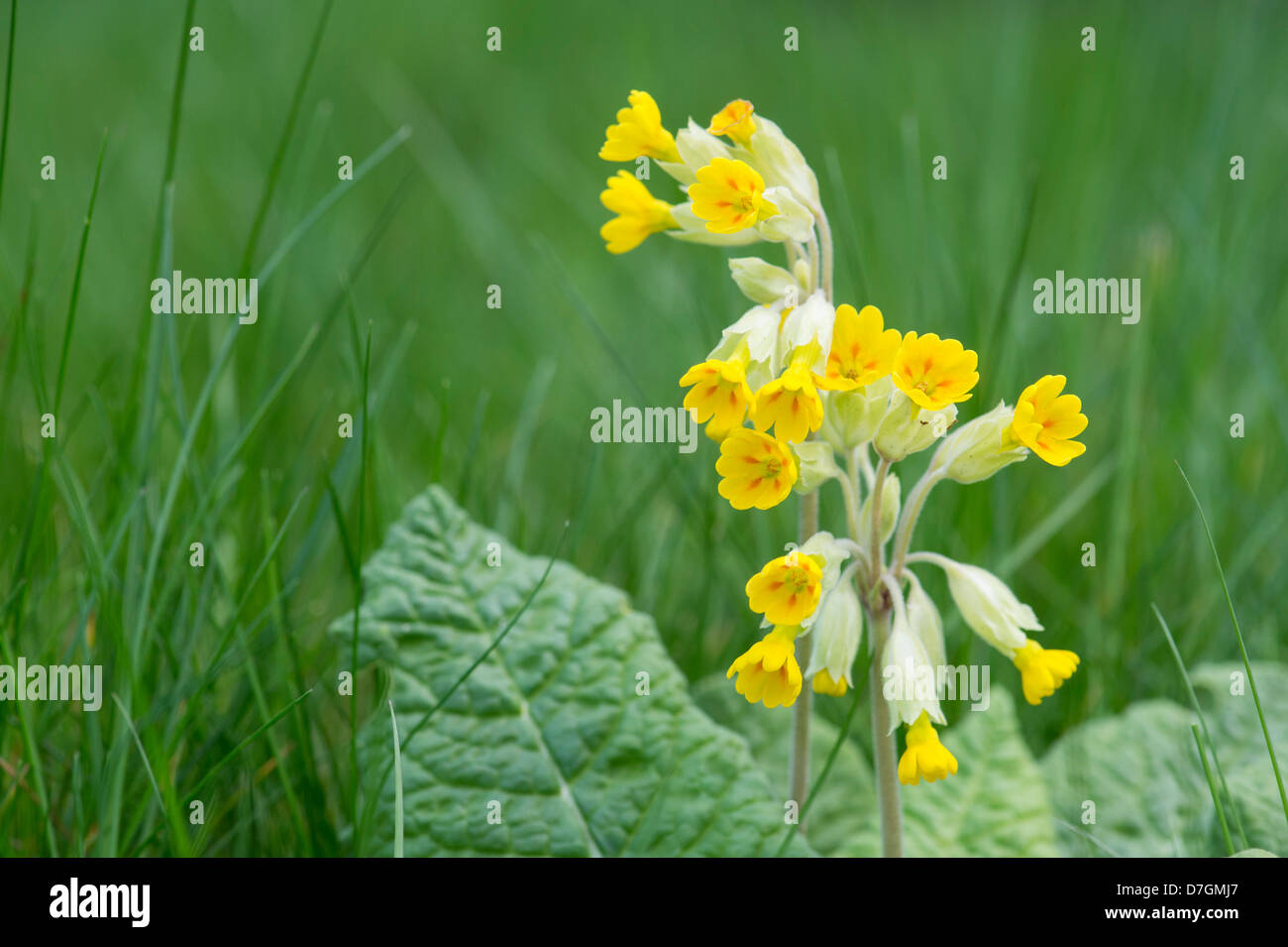 Primula veris. Coucou bleu fleur dans l'herbe Banque D'Images