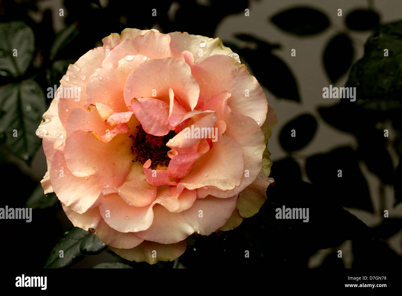 Une rose orange. Banque D'Images