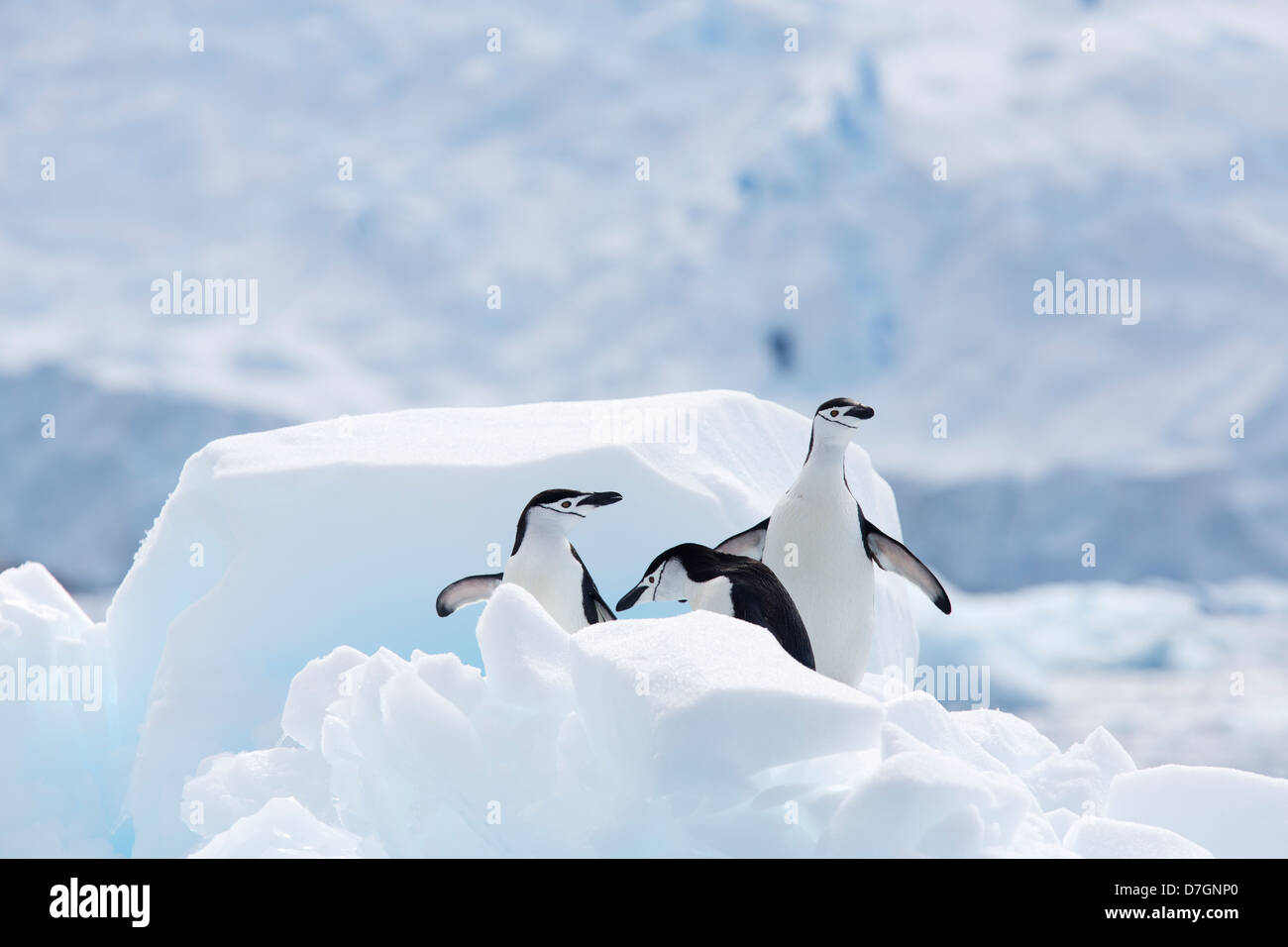 Manchot à Jugulaire (Pygoscelis antarcticus) Cierva Cove, l'Antarctique. Banque D'Images