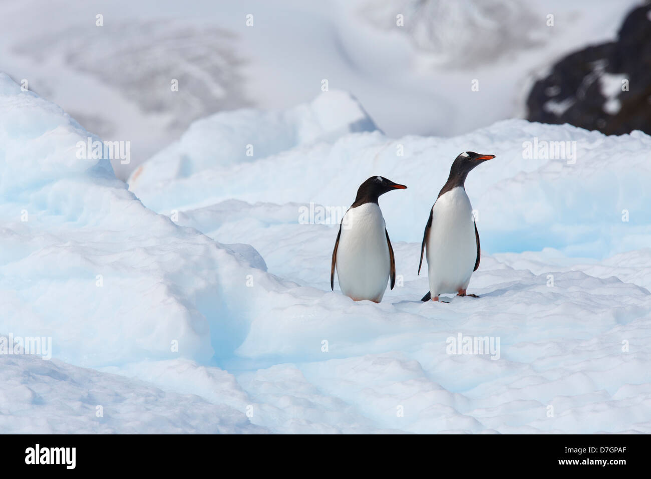 Gentoo pingouin, Cierva Cove, l'Antarctique. Banque D'Images