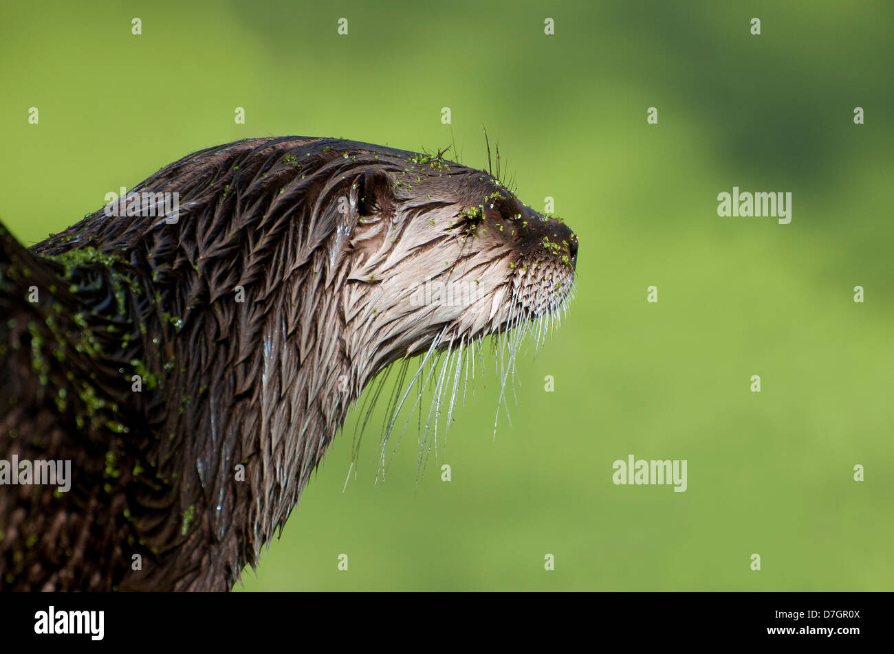 American River Otter sur fond vert Banque D'Images