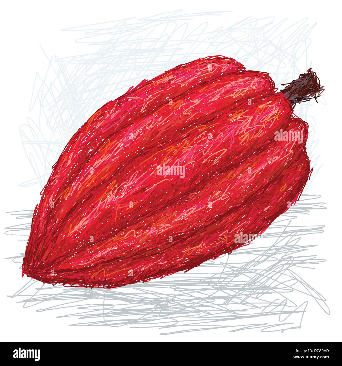 Libre illustration de cacao fruit avec nom scientifique Theobroma cacao