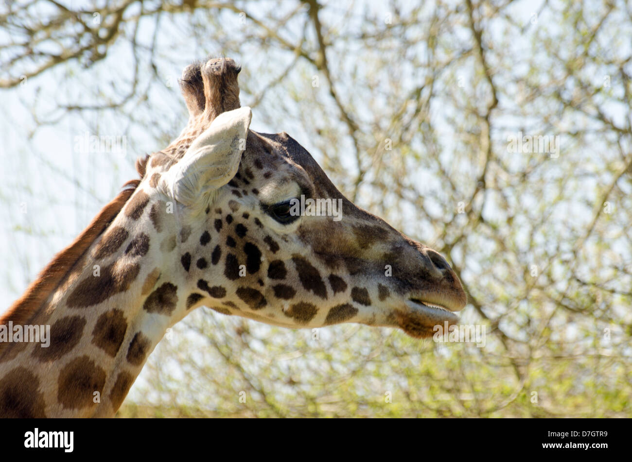 Profil de girafe Rothschild Banque D'Images