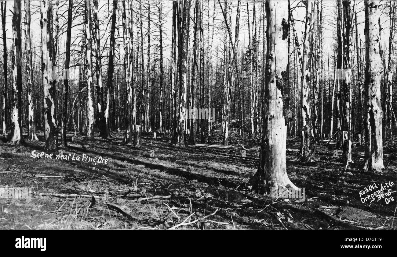 Cette photographie de la collection Gerald W. Williams montre du bois brûlé près de LaPine, Oregon, représentant les conséquences d'un incendie de forêt. L'image offre une représentation nette de l'impact environnemental des feux de forêt sur les paysages locaux. Banque D'Images
