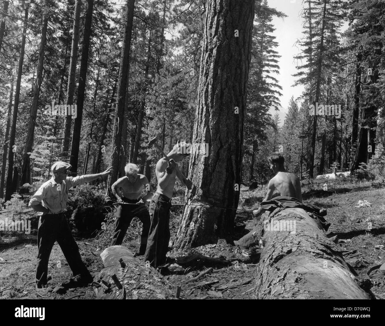 Un contremaître, c'est enseigner comment les garçons de la CCC est tombé d'un arbre infesté d'insectes dans la forêt nationale de Lassen en Californie. Banque D'Images