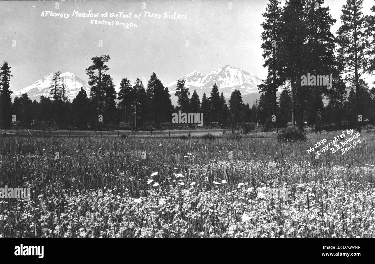 Cette photographie de B.B. Bakowski capture la vibrante prairie fleurie à la base des Three Sisters, un trio de pics volcaniques du centre de l'Oregon. Le paysage naturel présente des fleurs sauvages sur fond de montagnes emblématiques. Banque D'Images