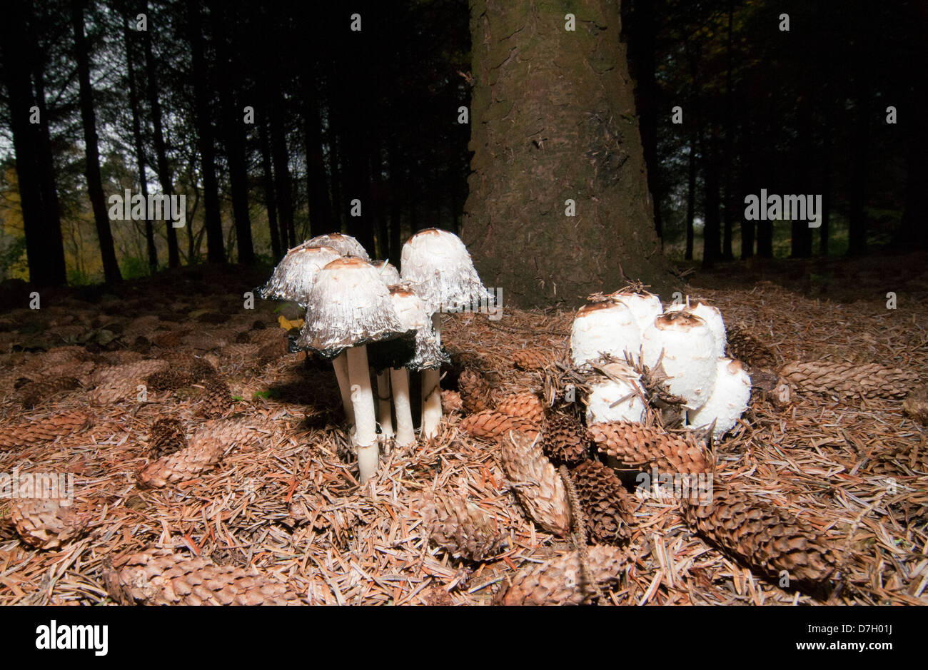 Parasol de champignons (Macrolepiota procera) Banque D'Images