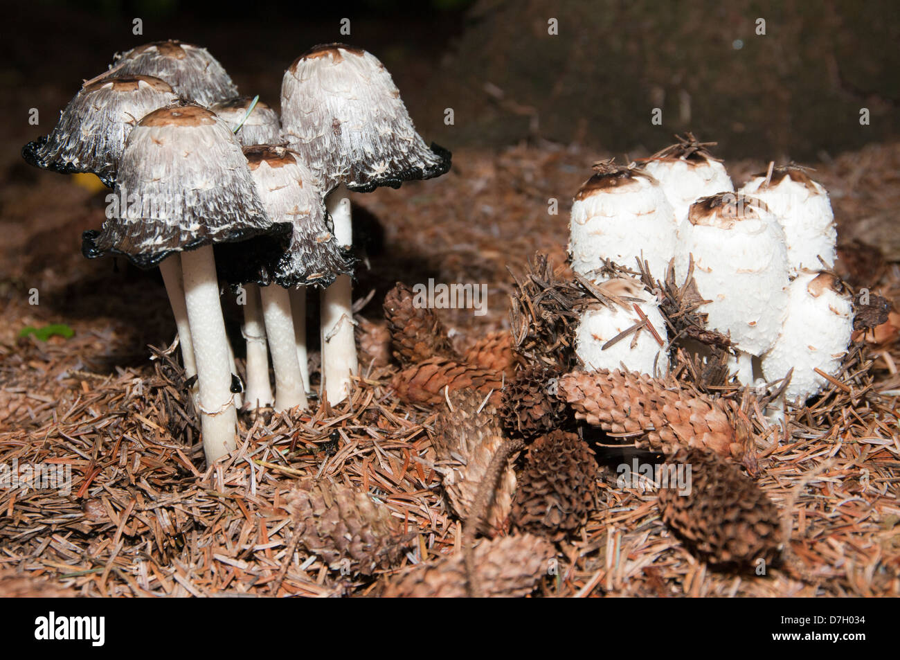 Parasol de champignons (Macrolepiota procera) Banque D'Images