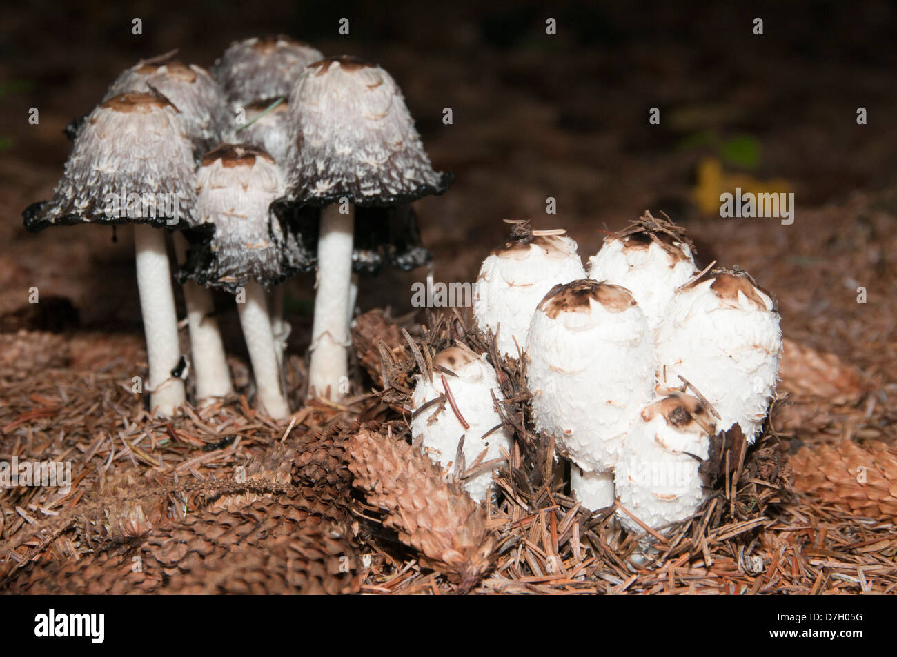 Parasol de champignons (Macrolepiota procera) Banque D'Images