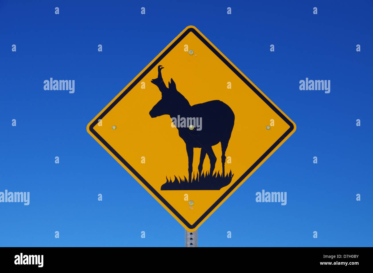 Road sign warning de l'antilope qui traversent la route avec fond de ciel bleu Banque D'Images